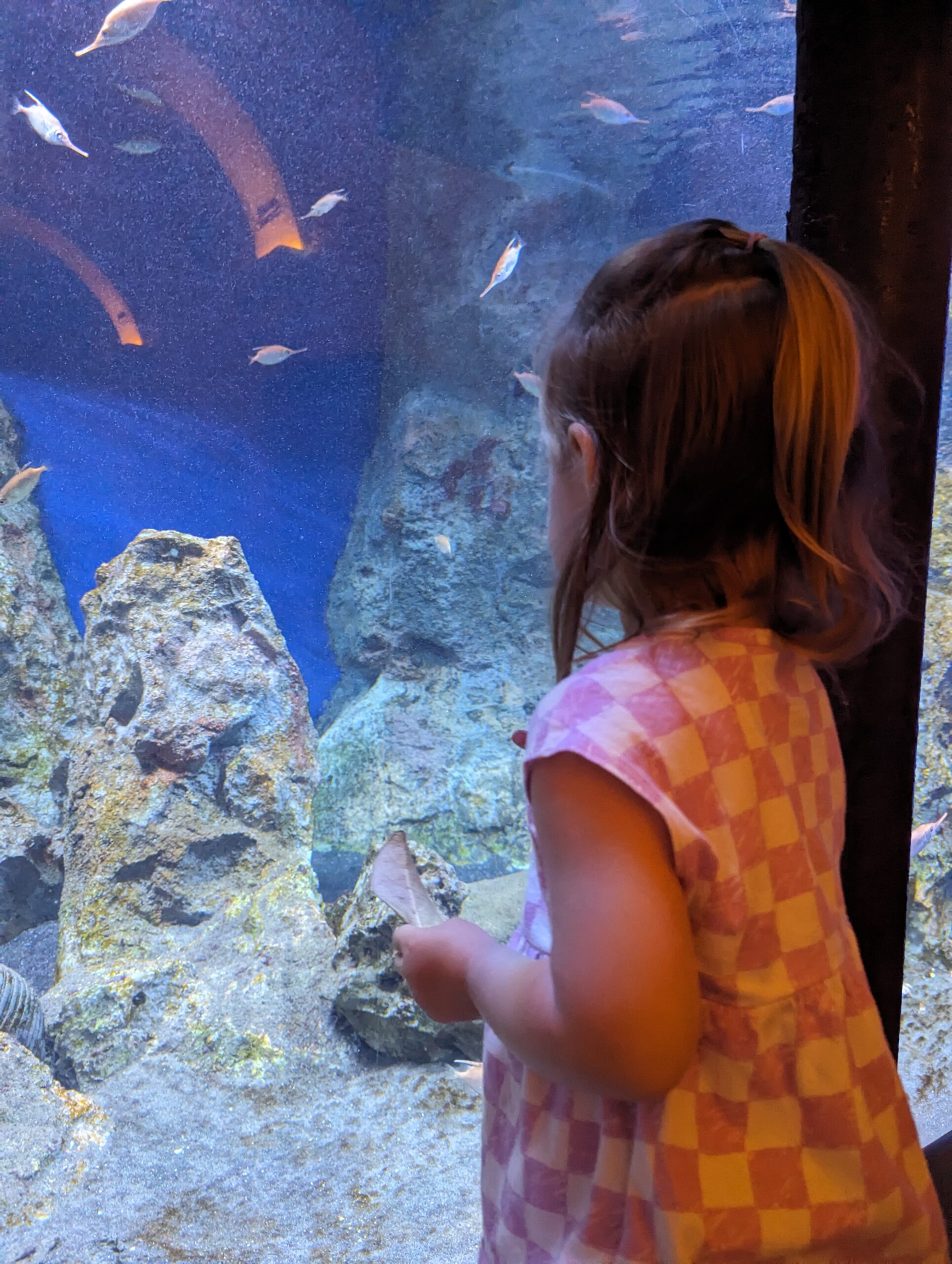 My todder looking at fish in an aquarium